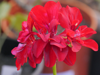 An unknown red ivy